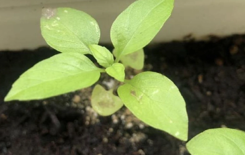 九層塔種植施肥技巧