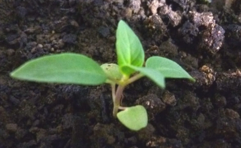 九層塔施肥技巧