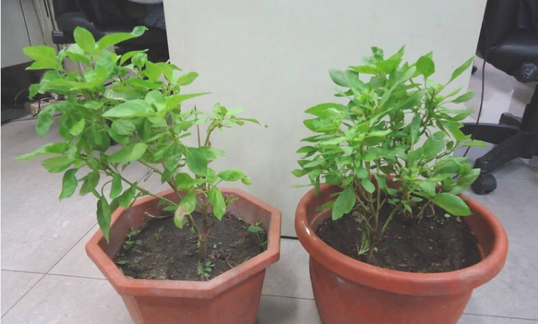 九層塔換盆時機