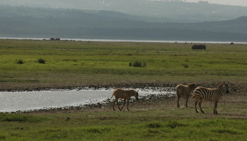 動物大遷徙肯亞