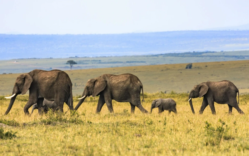 動物大遷徙肯亞
