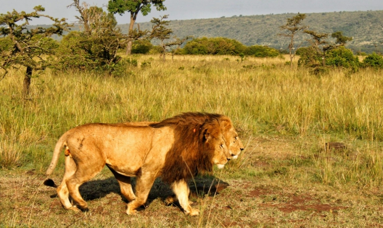 肯亞最佳旅遊時間