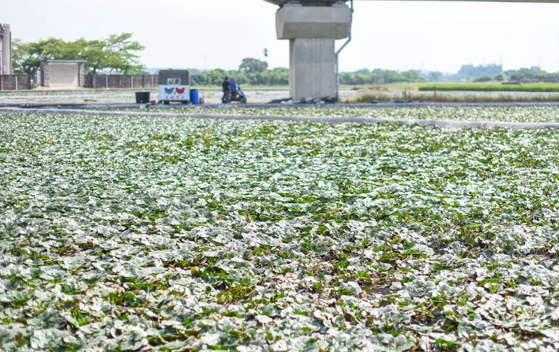 官田區觀光景點