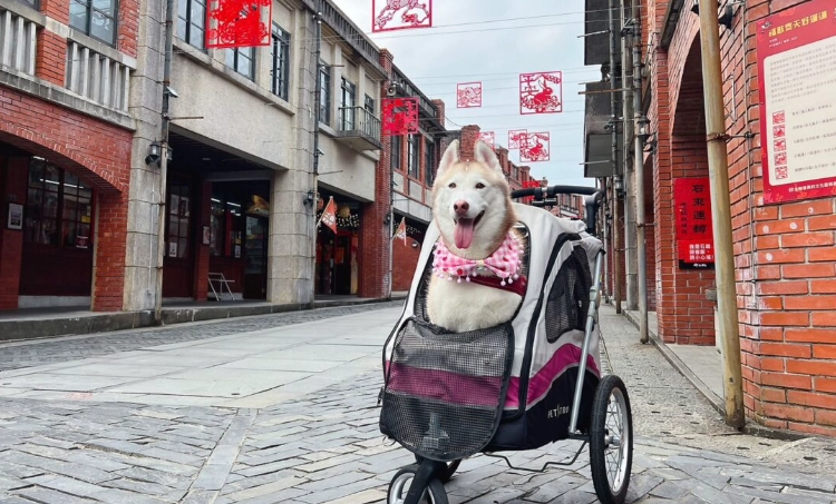 帶寵物遊宜蘭