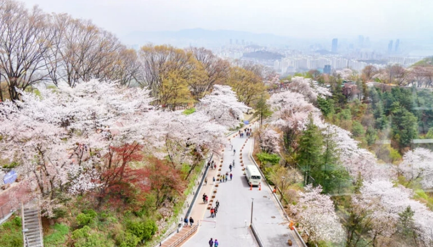 首爾賞櫻
