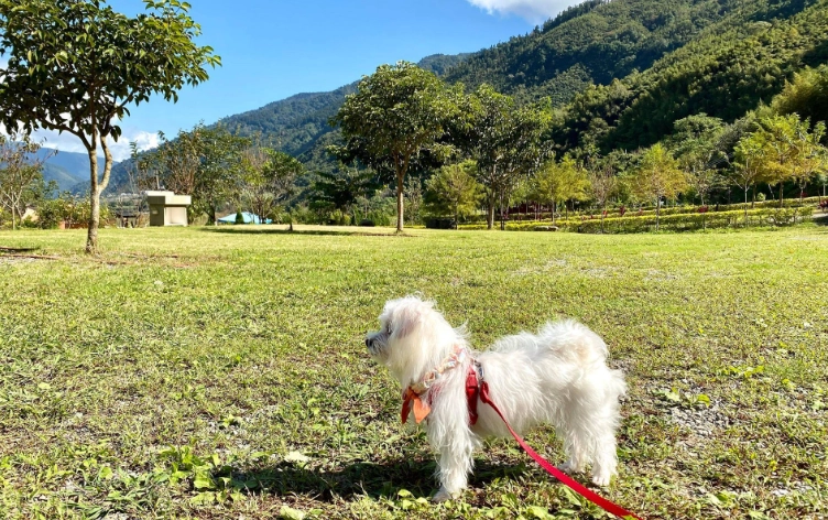 宜蘭寵物友善景點