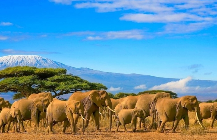 肯亞自助遊費用