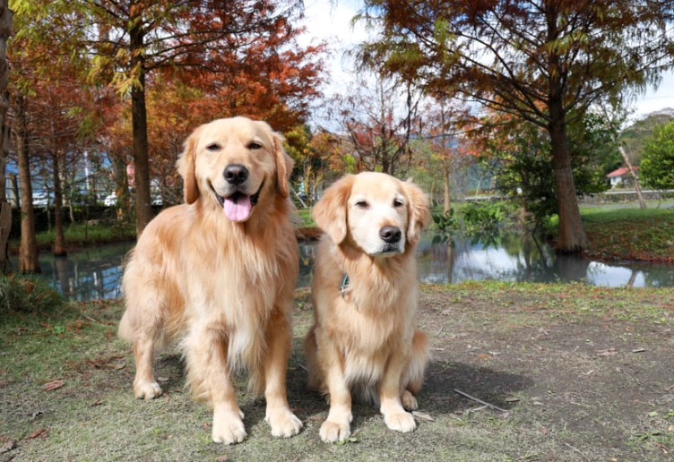 宜蘭帶寵物旅遊