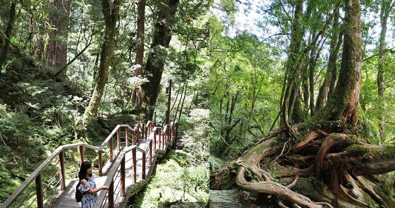 桃園拉拉山巨木