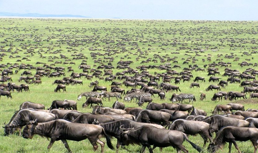 肯亞坦尚尼亞自由行