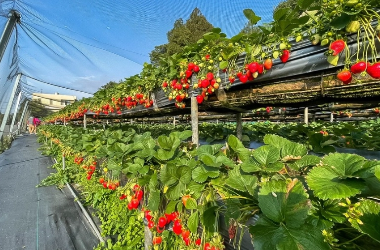 台三線旅遊攻略