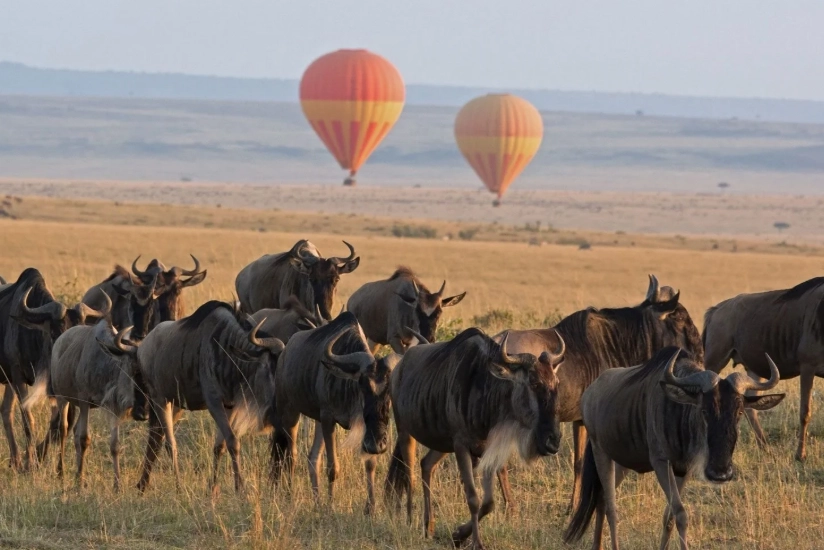 非洲大遷徙旅遊