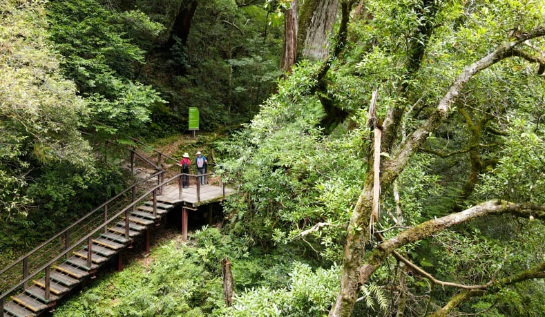 桃園拉拉山巨木