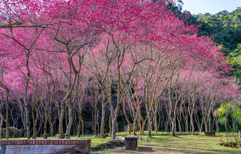 台灣賞櫻季節