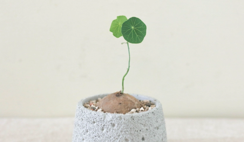 圓葉山烏龜澆水頻率