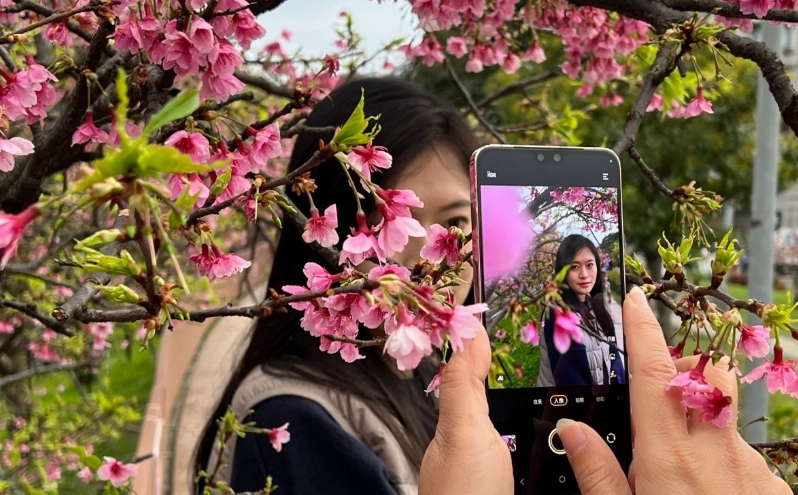 太平山櫻花