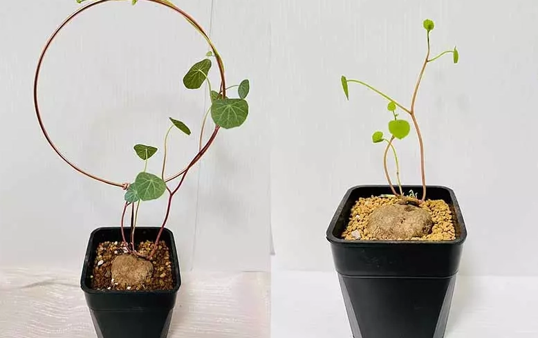 圓葉山烏龜養護