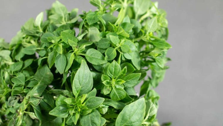 九層塔照顧技巧