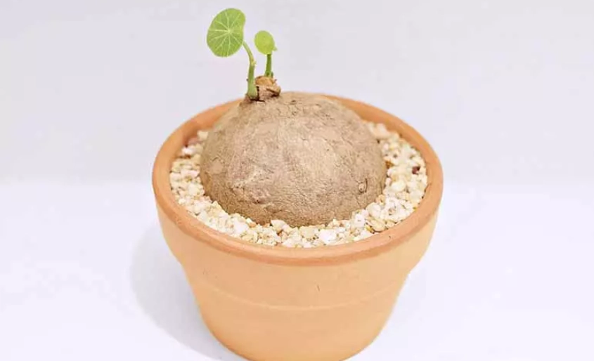 圓葉山烏龜澆水頻率