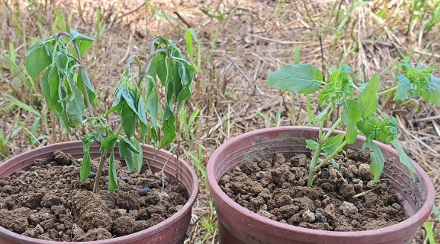 九層塔澆水方法