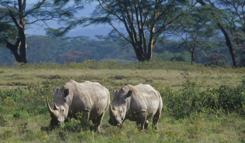肯亞自助旅行注意事項