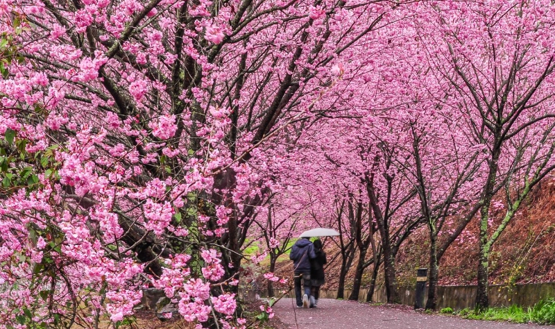 太平山櫻花