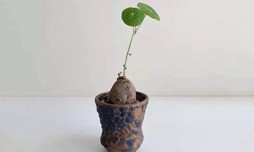 圓葉山烏龜澆水頻率