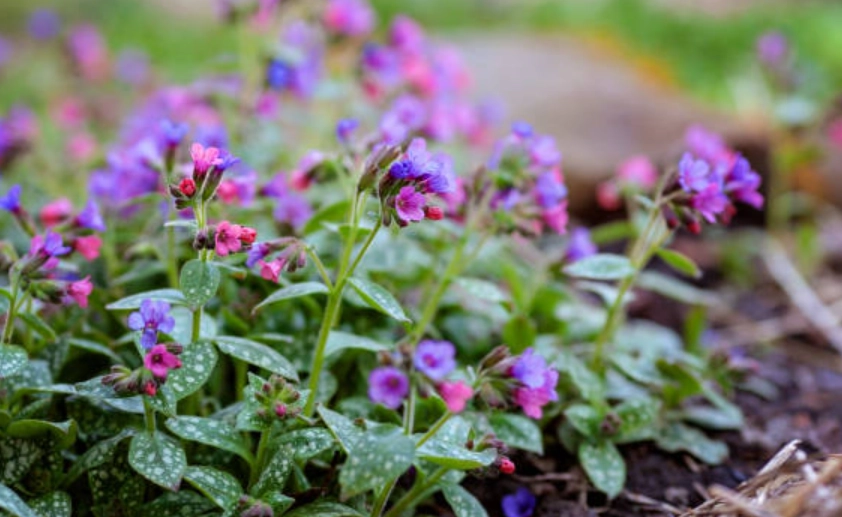療肺草 魚腥草 區別