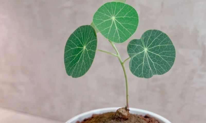 圓葉山烏龜養護