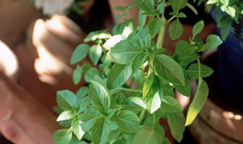 九層塔照顧技巧