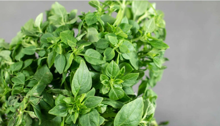 九層塔照顧方法