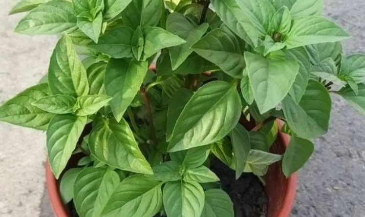 九層塔病虫害防治