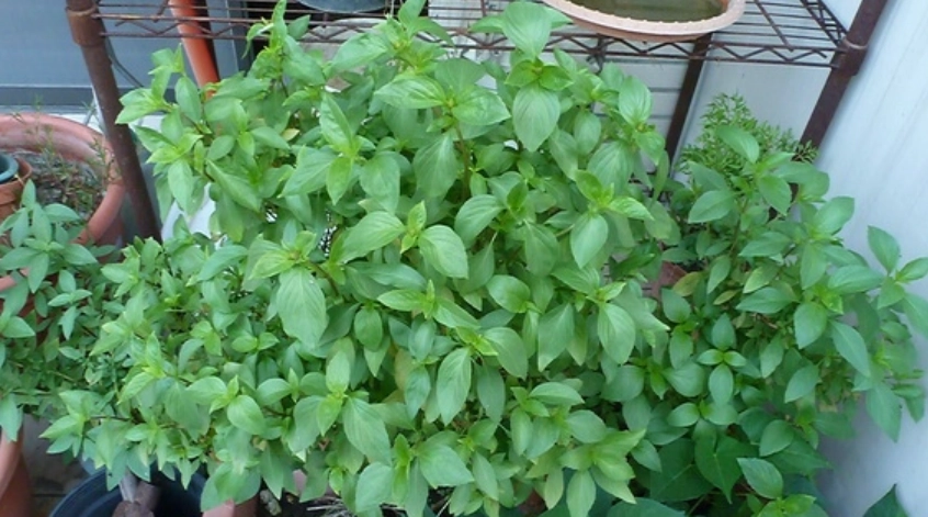 九層塔照顧方法