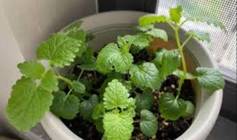 九層塔澆水頻率