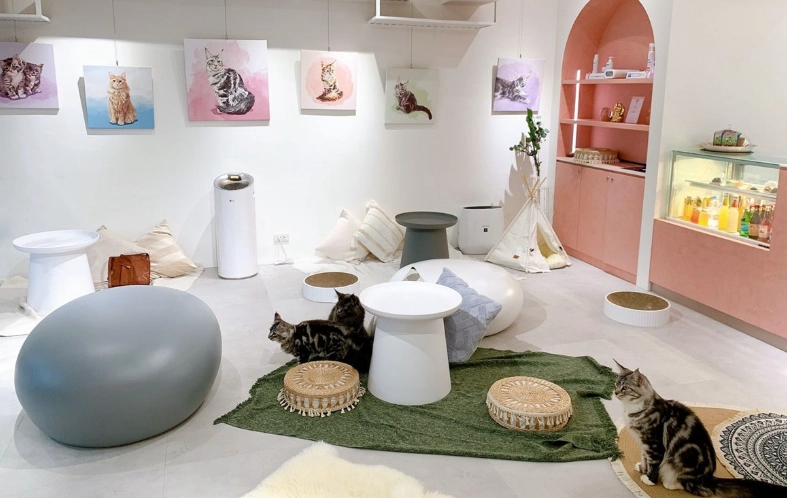 猫咪咖啡厅推荐