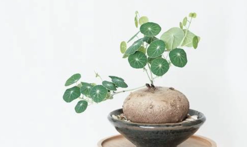 圓葉山烏龜養護