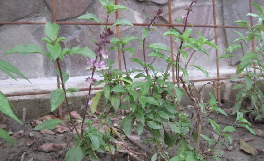 九層塔種植技巧