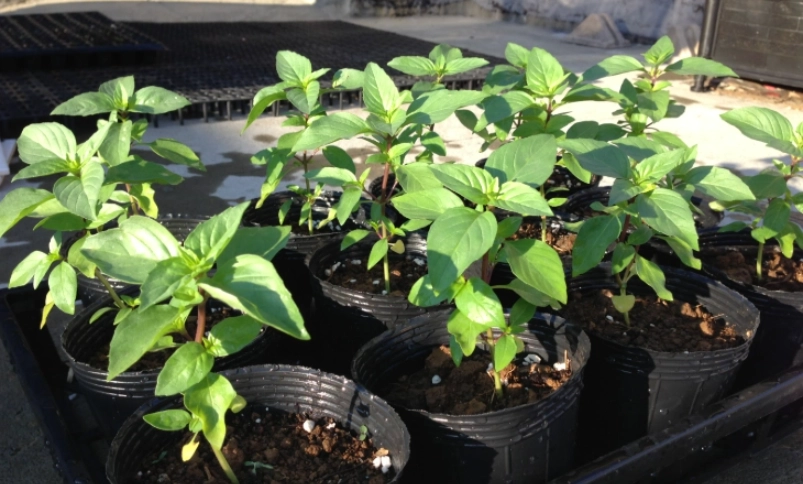 九層塔照顧技巧