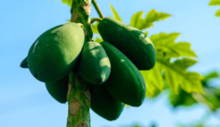 青木瓜痛风食疗