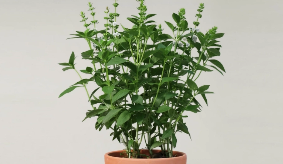 九層塔照顧技巧