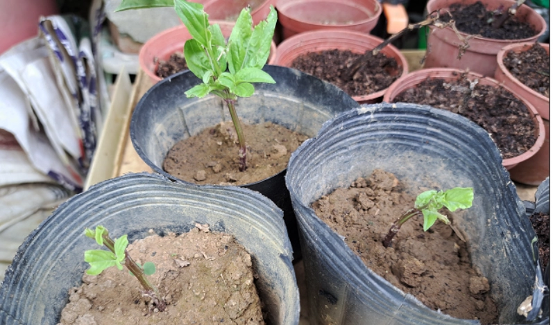 九層塔種植技巧