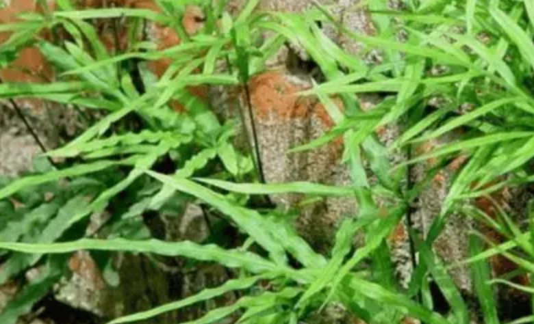 雞腳草使用方法