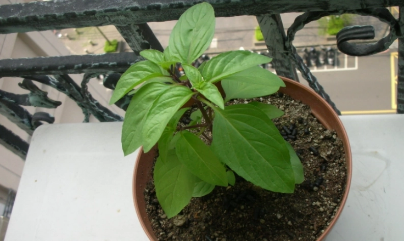 陽台種植九層塔