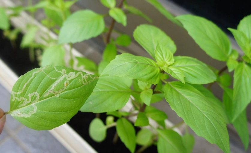 九層塔盆栽方法