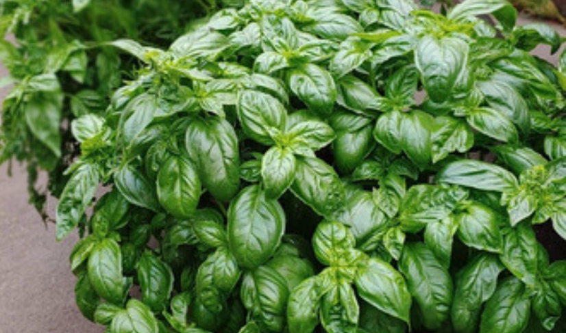 九層塔盆栽方法