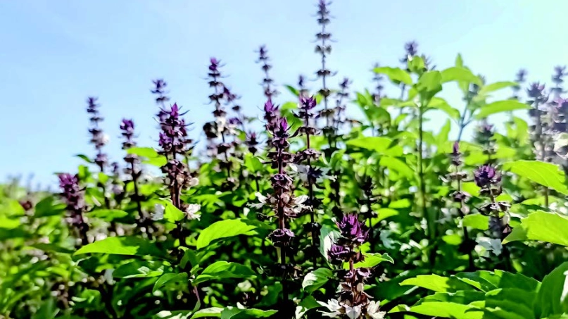 九層塔種植光照