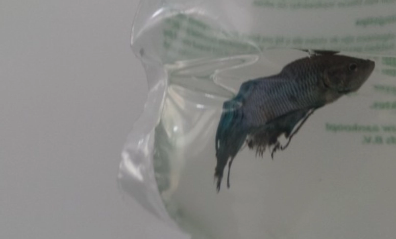 鬥魚死掉浮起來