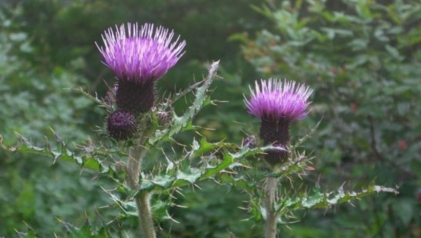 大蓟草使用方法