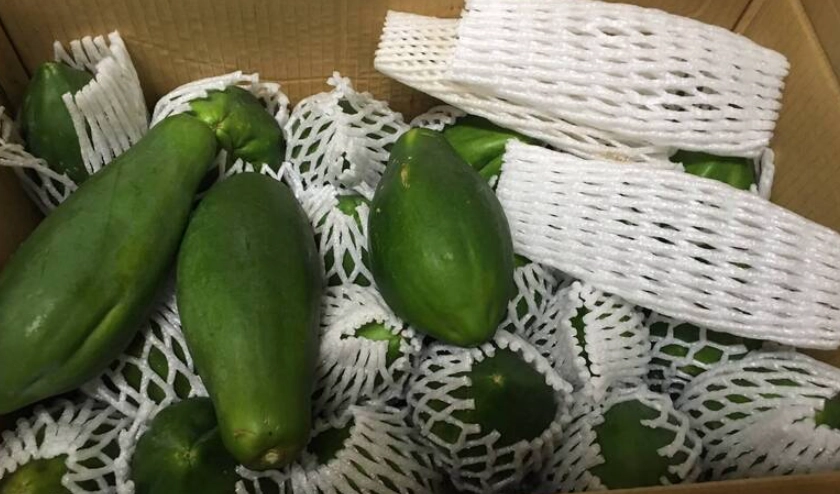 青木瓜營養價值