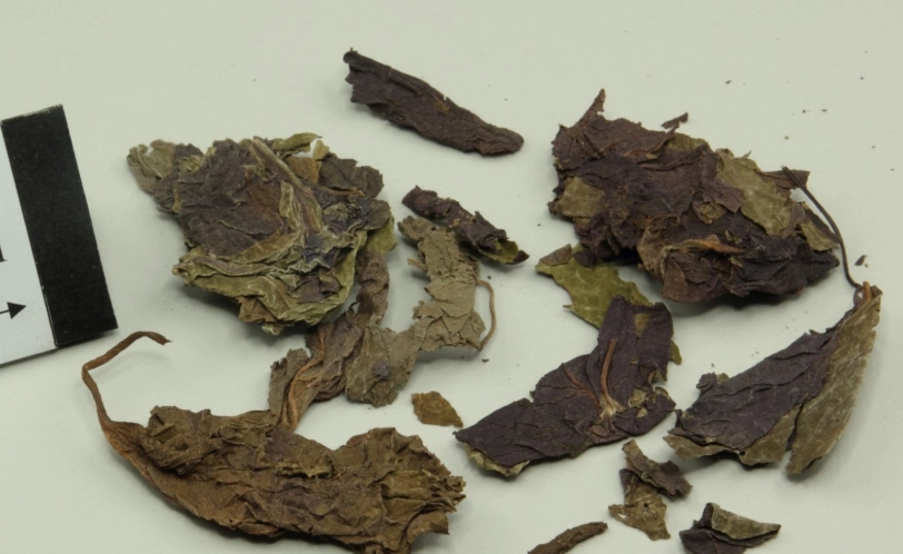 紫蘇葉健康益處